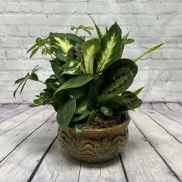 8" European Dish Garden