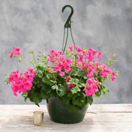 2 - Hanging Geranium Baskets
