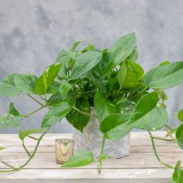 Potted green houseplant with trailing vines in a patterned container
