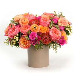 Enchanting Apricot