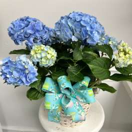 Blue Hydrangea Plant