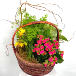 Basket of potted flowering plants with pink blooms and yellow flowers