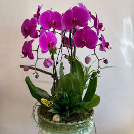 Enchanted Orchid Garden