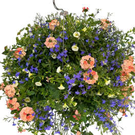 Mixed hanging basket with blue, peach, and cream flowers on cascading foliage with a metal hook