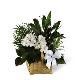 Basket dish garden of assorted green plants with white flowers and a white bow