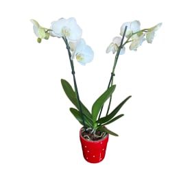 Orchid Plant