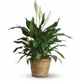 White peace lilies in a woven basket planter