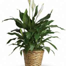 Peace Lily Large - Simply Elegant Spathiphyllum