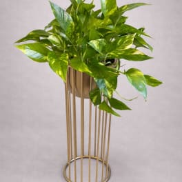 Potted trailing green plant in a gold stand
