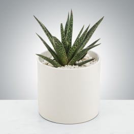 Aloe Plant