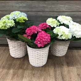 Three hydrangea plants in white woven baskets on a wood floor