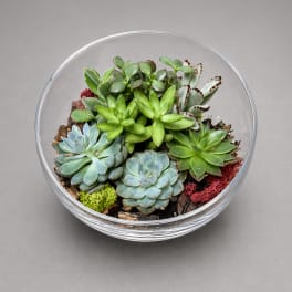 Succulent Serenity