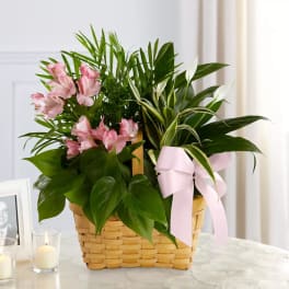 Pink flowers and green houseplants in a woven basket with a pink ribbon