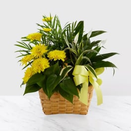Yellow chrysanthemums in a woven basket with a ribbon
