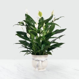Potted peace lily with white blooms in a cream container