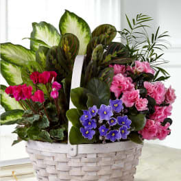 Basket of pink flowers and purple blooms with assorted houseplants