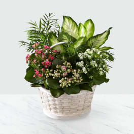 Pink and white flowering plant arrangement in a white basket