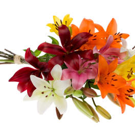Lily LA Hybrid - Flower Market