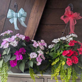 Sun Patiens Hanging Basket