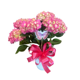 Potted pink hydrangea plant in a white container with a bright pink bow and butterfly pick