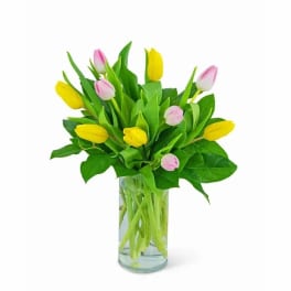 Yellow and pink tulips arranged in a clear glass cylinder vase