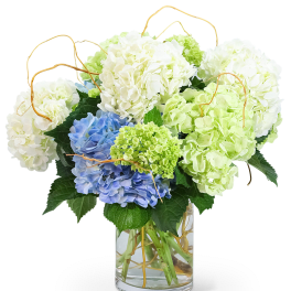 Hello, Hydrangea