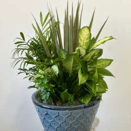 Dish Garden by Westford Florist Floral Art by Veny 12-inches