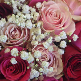 Close-up bouquet of pink and red roses with white baby's breath