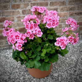 Geranium Planter for Outdoors