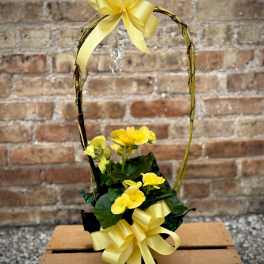 Yellow Reiger Begonia Indoor (Only 1 available)