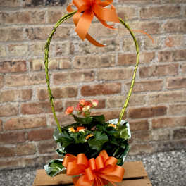 Orange Reiger Begonia (Only 1 available)