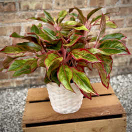 Red Algaonema