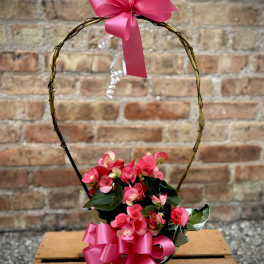 Pink Reiger Begonia Indoor Plant (Only 1 Available)