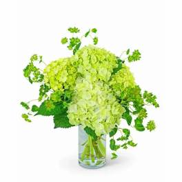 Arrangement of light green hydrangeas in a clear glass cylinder vase