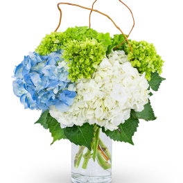 Hydrangea Perfection