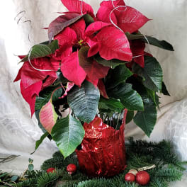 Poinsettia