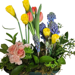 Spring Bulb Blossom Garden