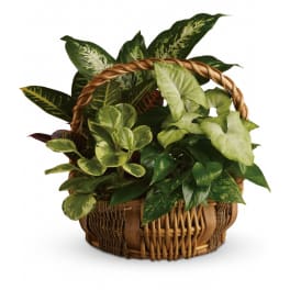 Basket of assorted green houseplants with variegated leaves