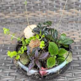 Low Terrarium