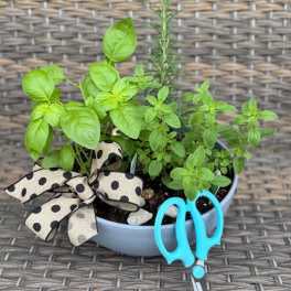 Herb Trio