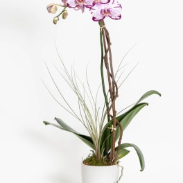 Lavender Love Orchid