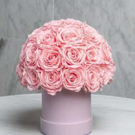 Pink Blossom Dreams