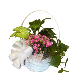 Small Dish Garden