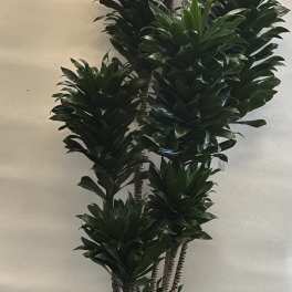 Tall multi-stemmed green houseplant in a white textured pot