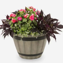 Potted Annuals