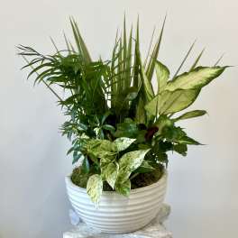 Dish Garden by Westford Florist Art by Veny 10-inches