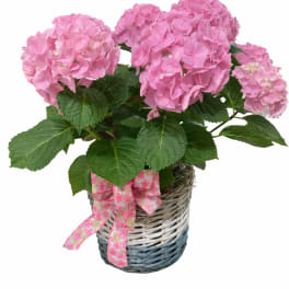Pretty Pink Hydrangea in a decorative basket