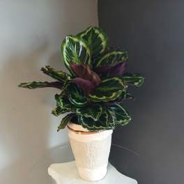 Clathia #800