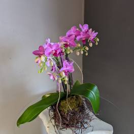 Mini phalaenopsis orchid (birds nest #1)