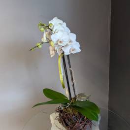 Mini phalaenopsis orchid (white, birds nest #3)